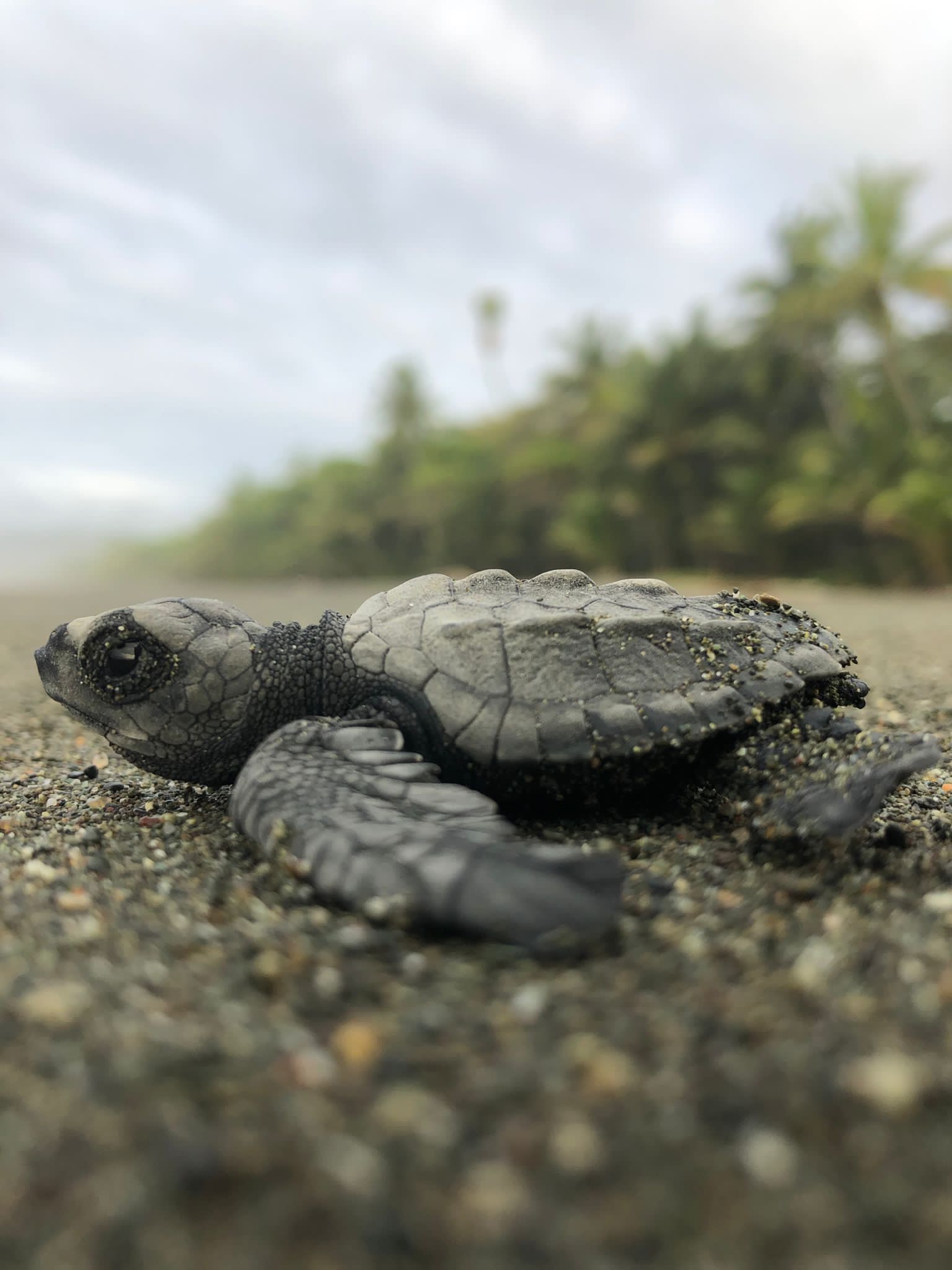 A baby turtle is laying on the ground - Sea turtle