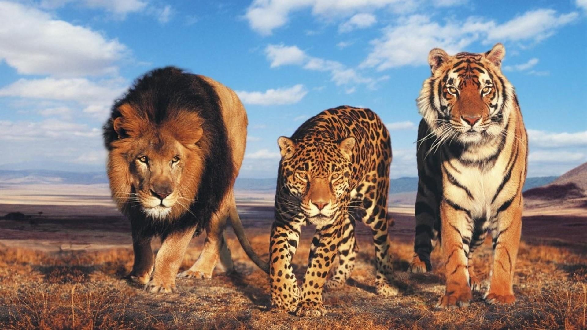 3 wild animals in the wild - Tiger, lion