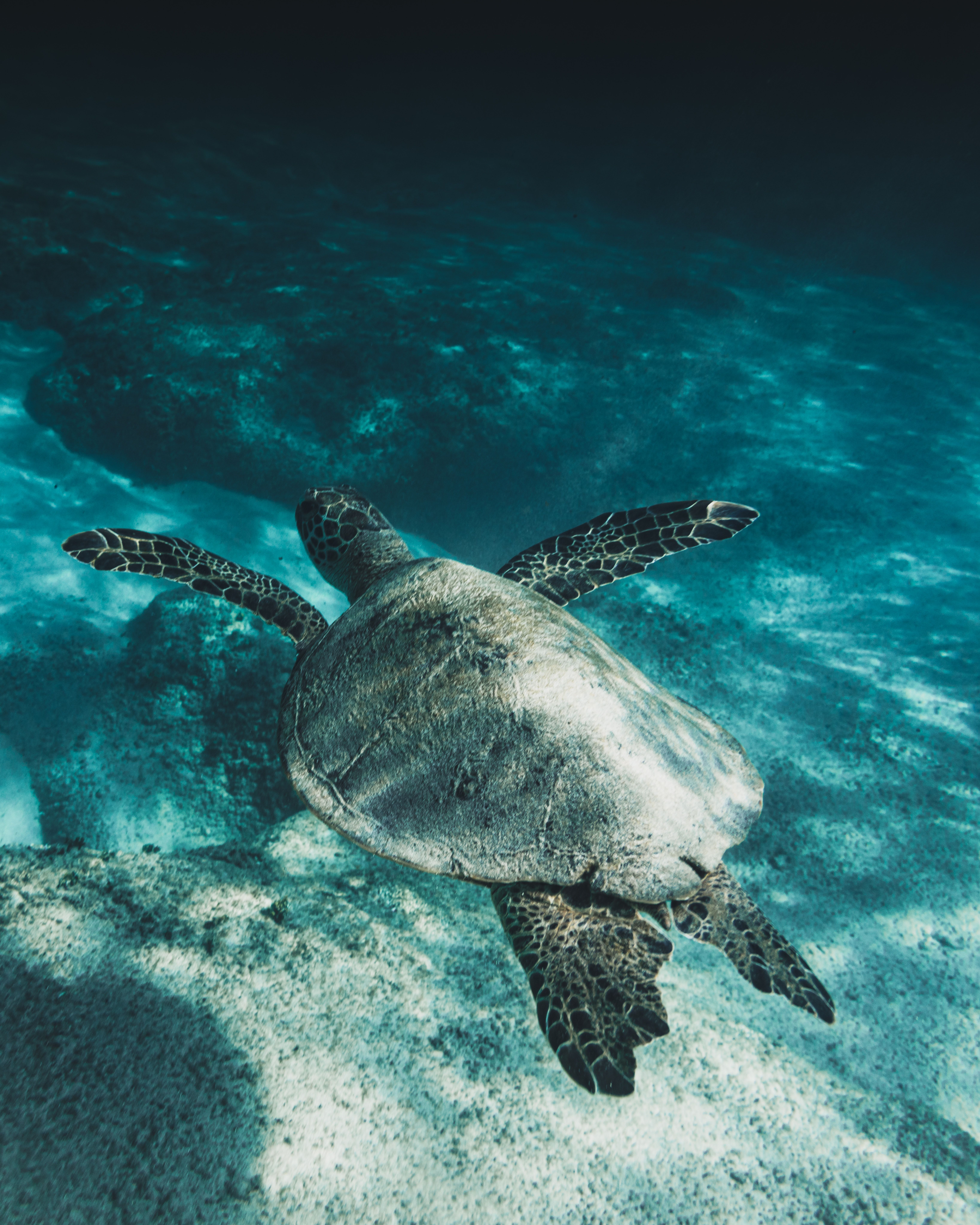 Sea Turtles Photo, Download Free Sea Turtles & HD Image