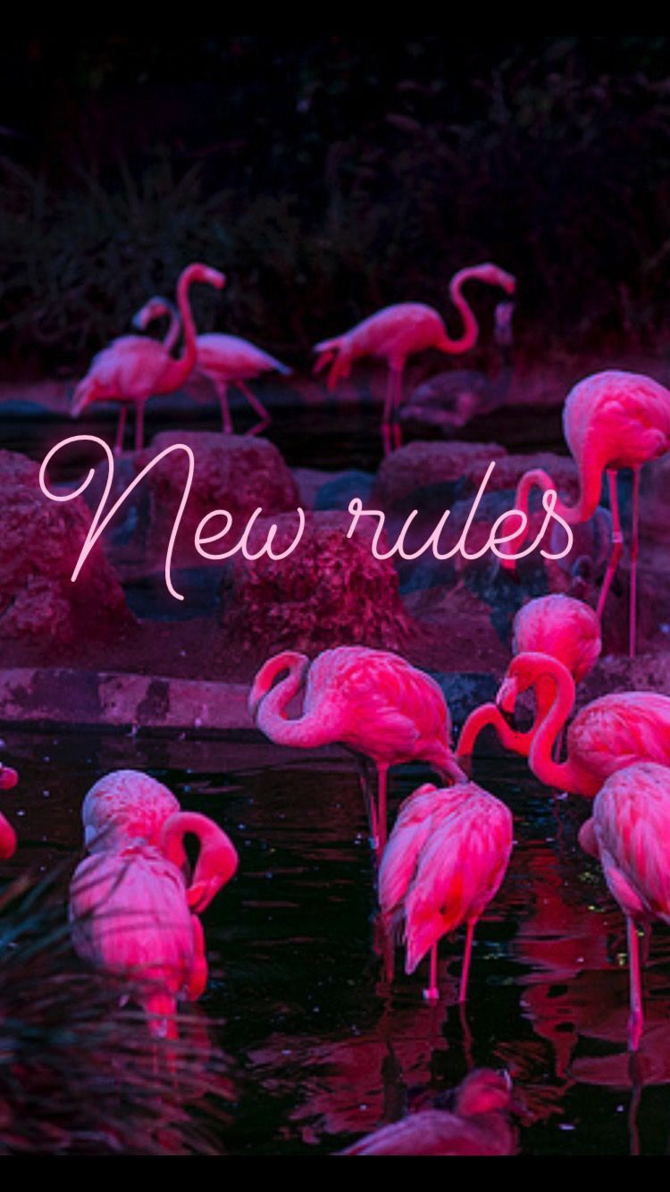 Flamingo. Flamingo wallpaper, Neon wallpaper, Flamingo picture