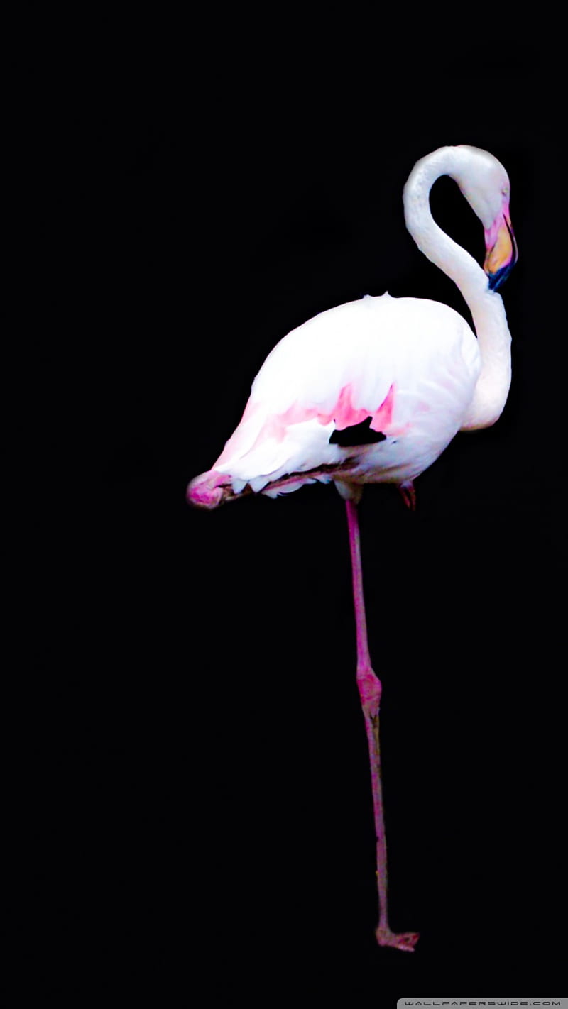 Flamingo, Cute, Cute Flamingo, Pink, HD Phone Wallpaper