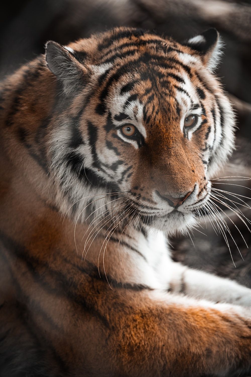 A tiger sitting on a pile of brown rocks. - Tiger