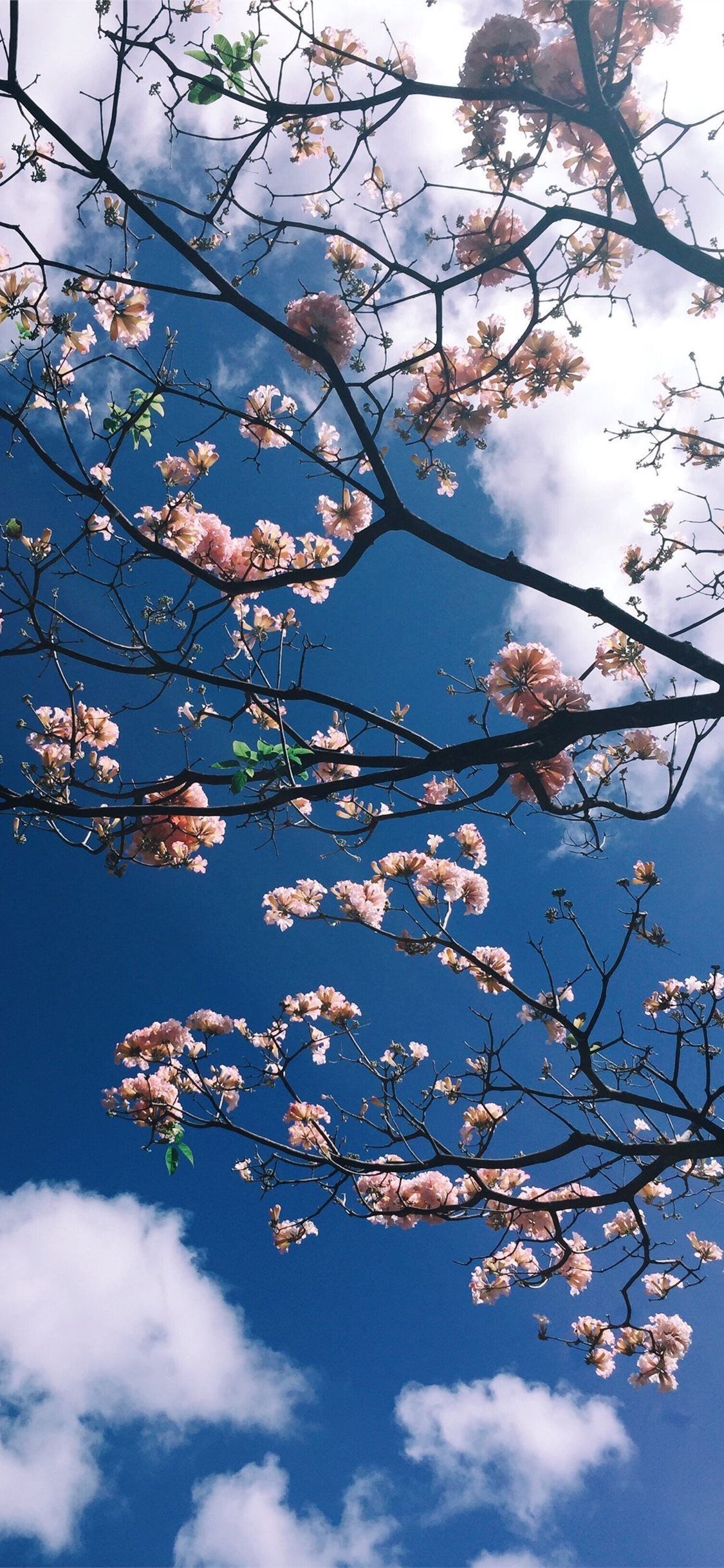 A tree with pink flowers against a blue sky - Korean, Seoul