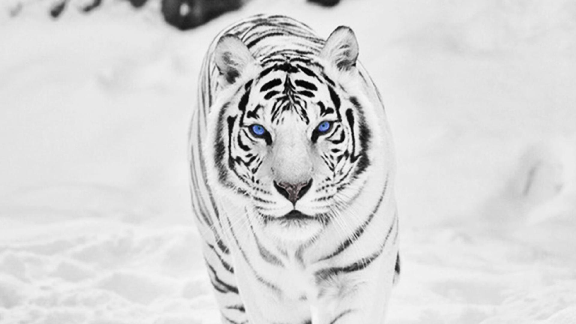 A white tiger with blue eyes - Tiger