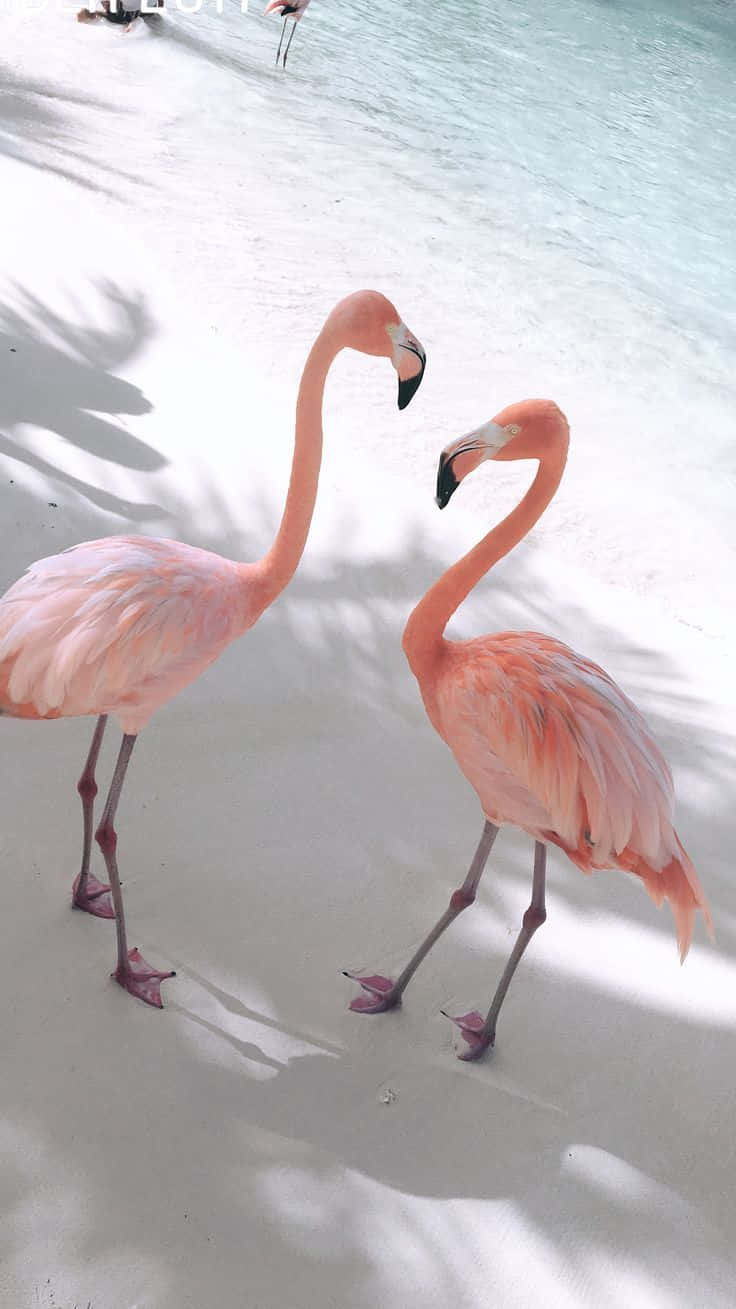 Download Photography Flamingo iPhone Wallpaper