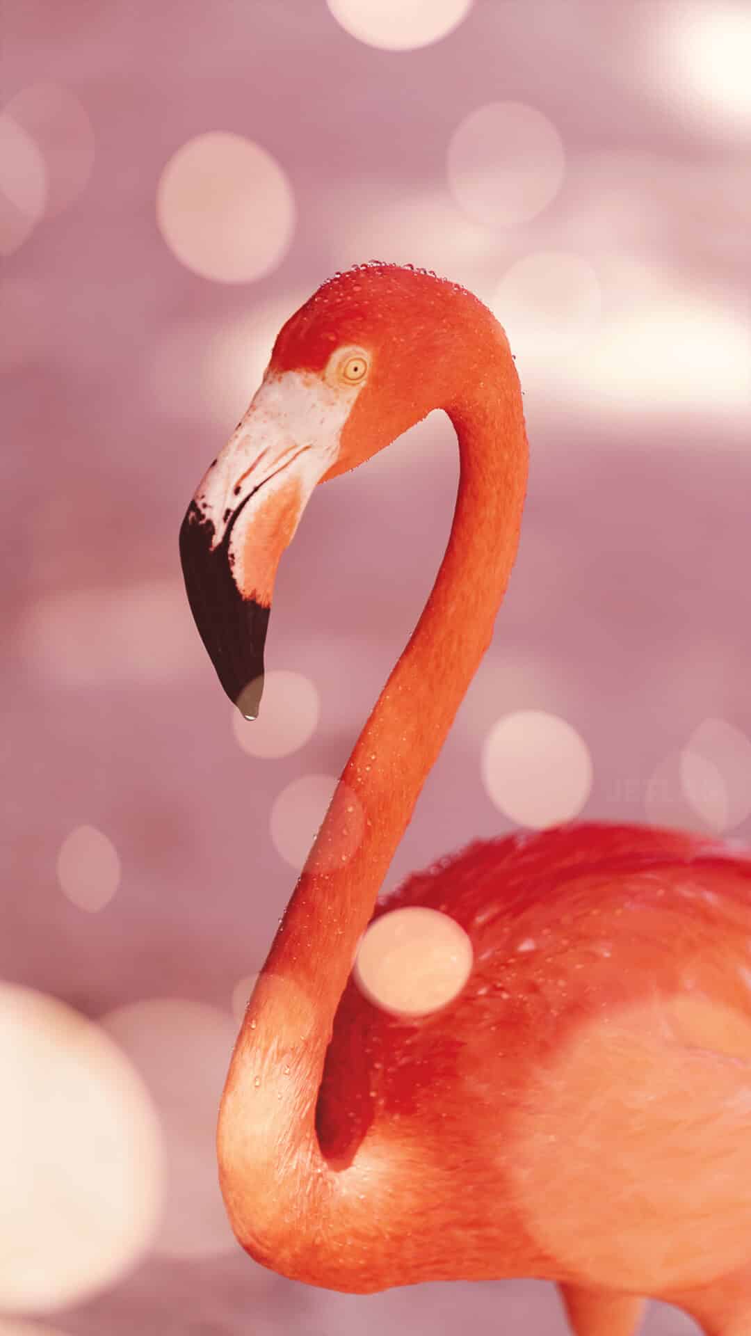 A pink flamingo standing in the water with a purple bokeh background - Flamingo