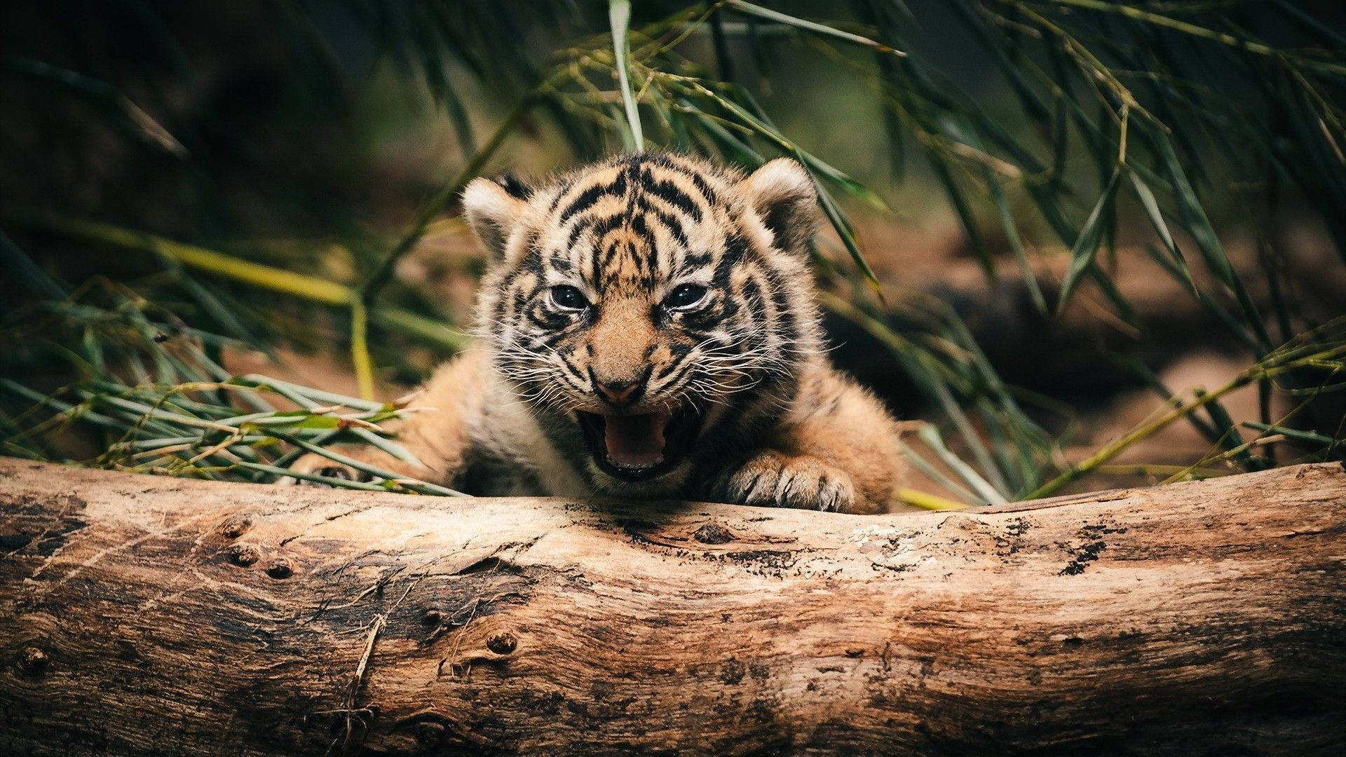 A tiger cub is sitting on top of some wood - Tiger