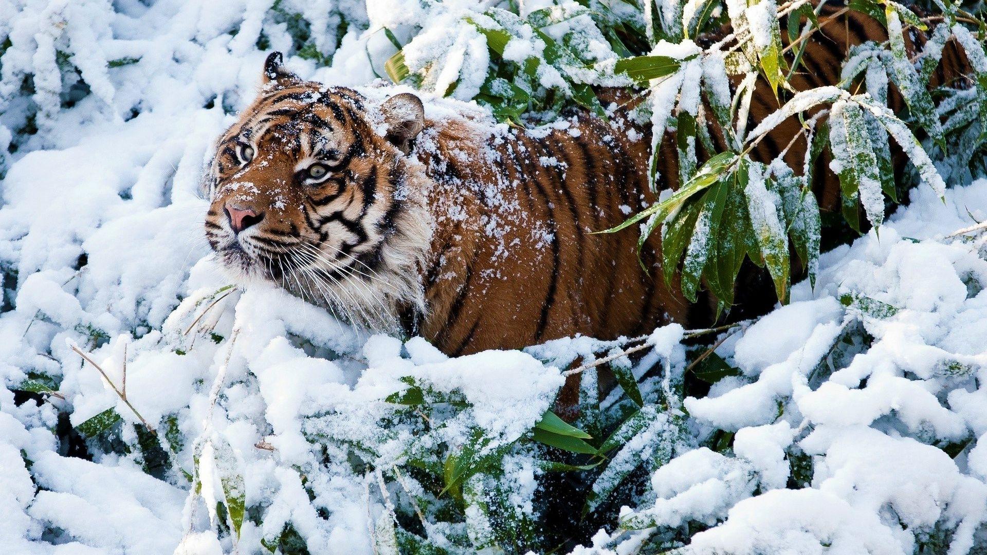 A tiger is hiding in the snow - Tiger