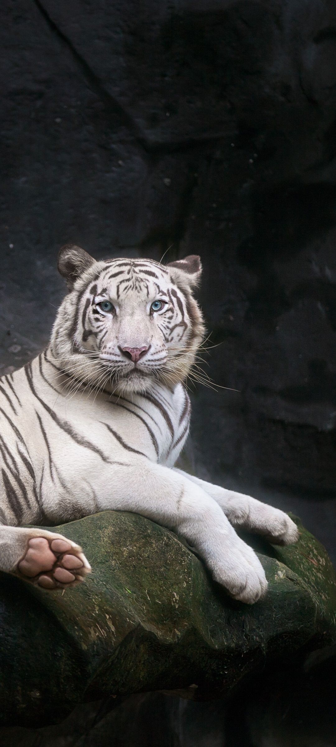 White tiger resting on a rock - Tiger