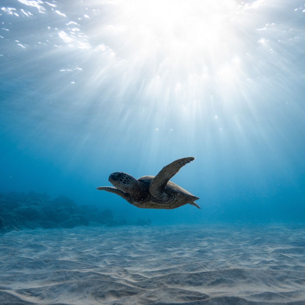 Wallpaper underwater life, turtle, blue sea desktop wallpaper, HD image, picture, background, 6a46ae