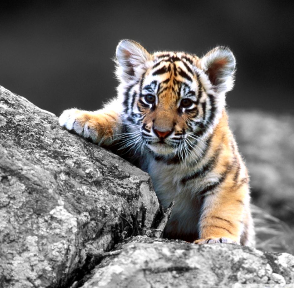 A baby tiger on a rock - Tiger