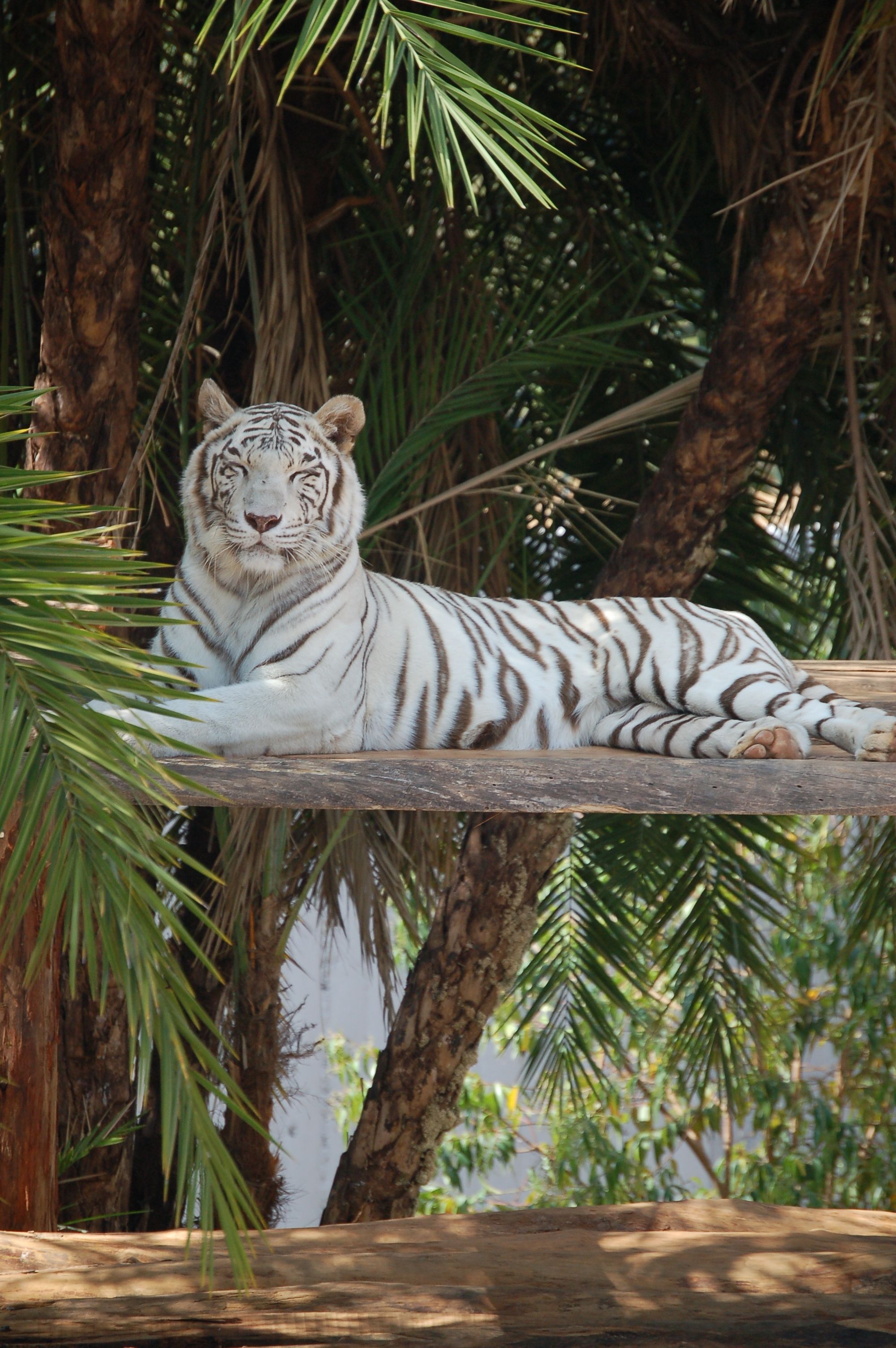 A white tiger laying on a tree branch. - Tiger