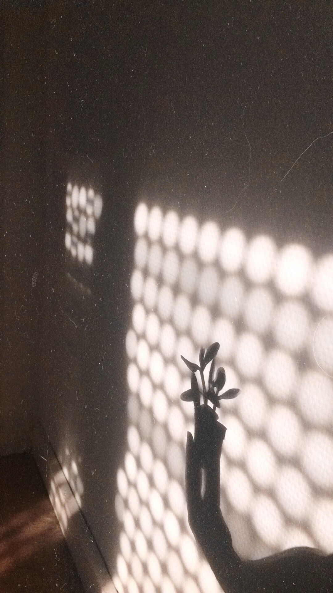 A hand holding a plant with the shadow of the plant on the wall - Shadow