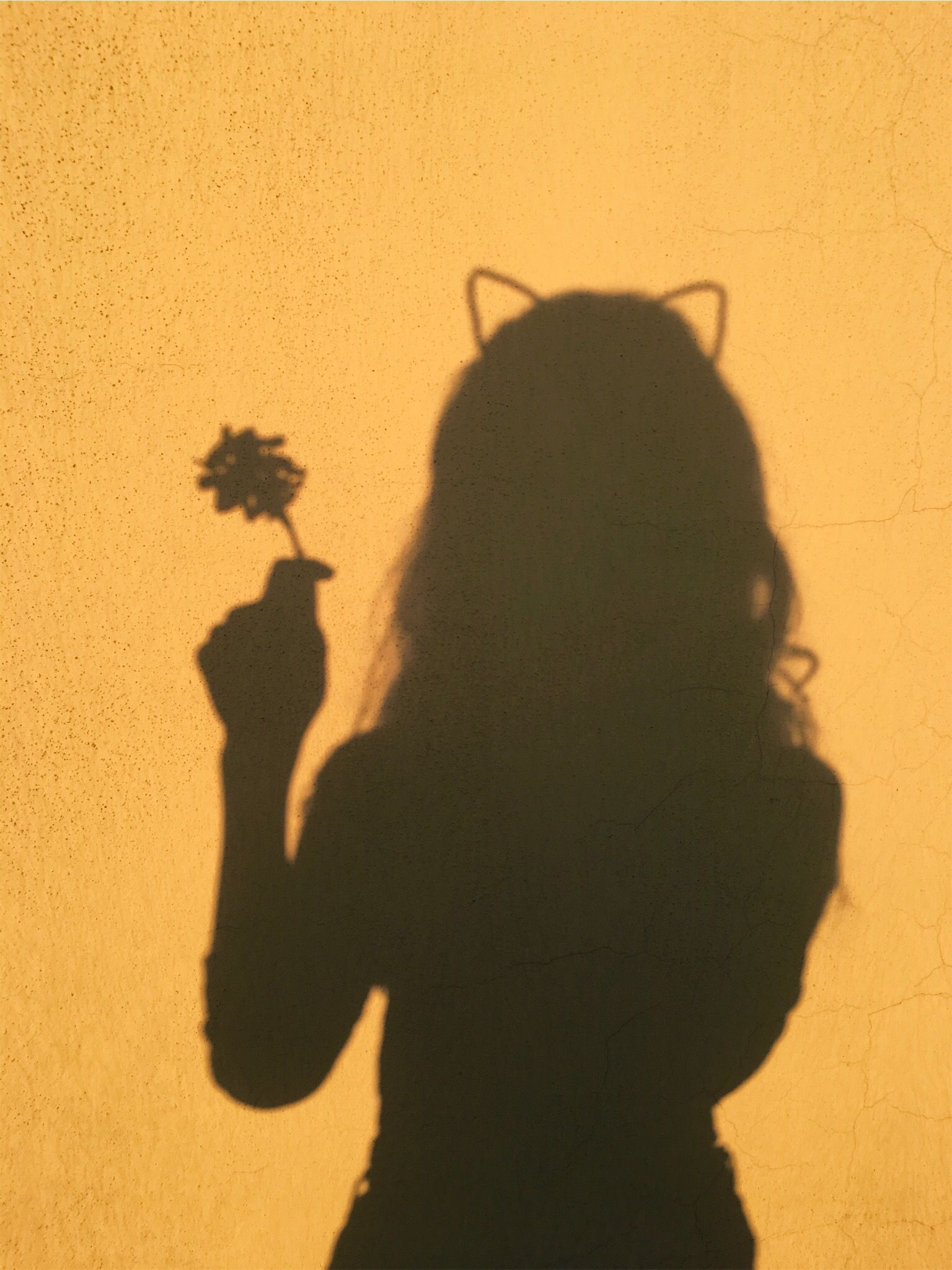 A shadow of someone holding up flowers - Shadow