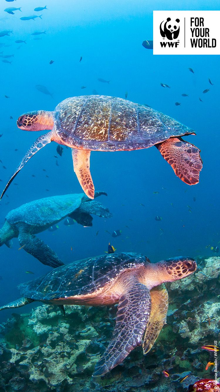 Two sea turtles swimming in the ocean - Sea turtle