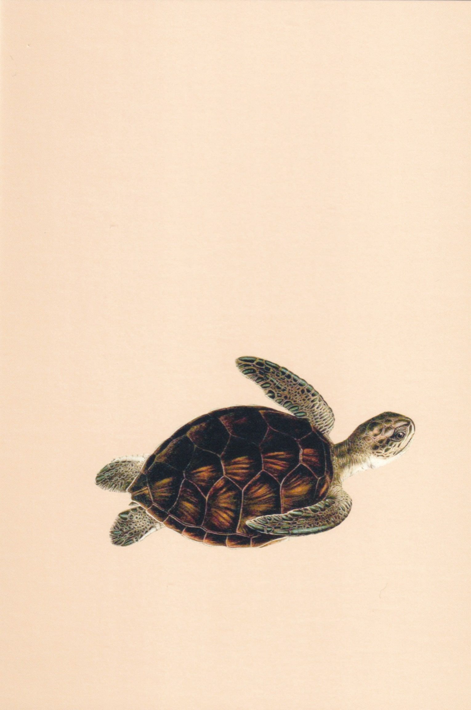 A turtle is swimming in the water - Sea turtle