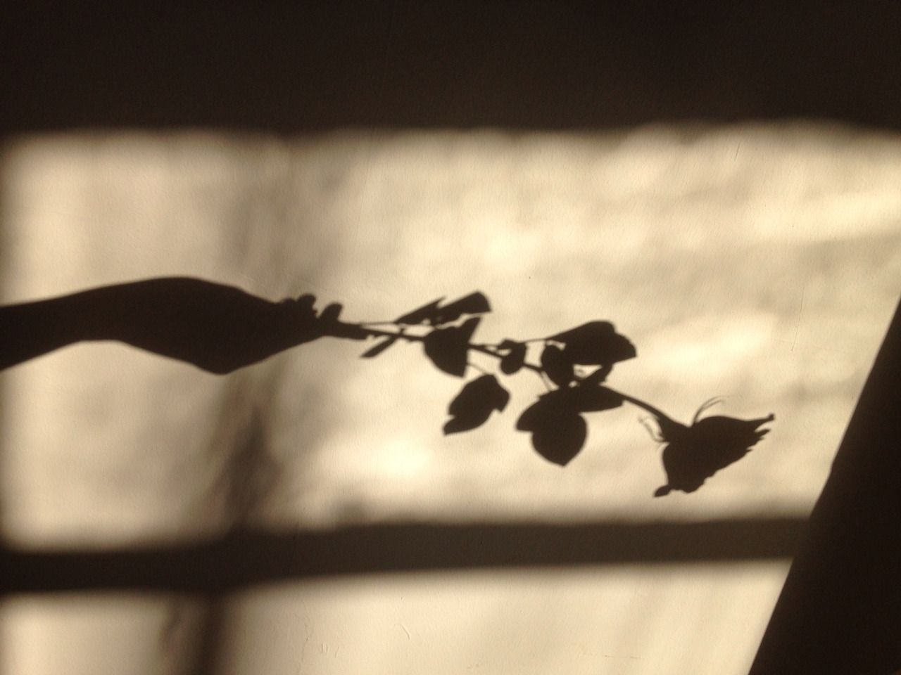 A shadow of a vase with flowers on a wall - Shadow