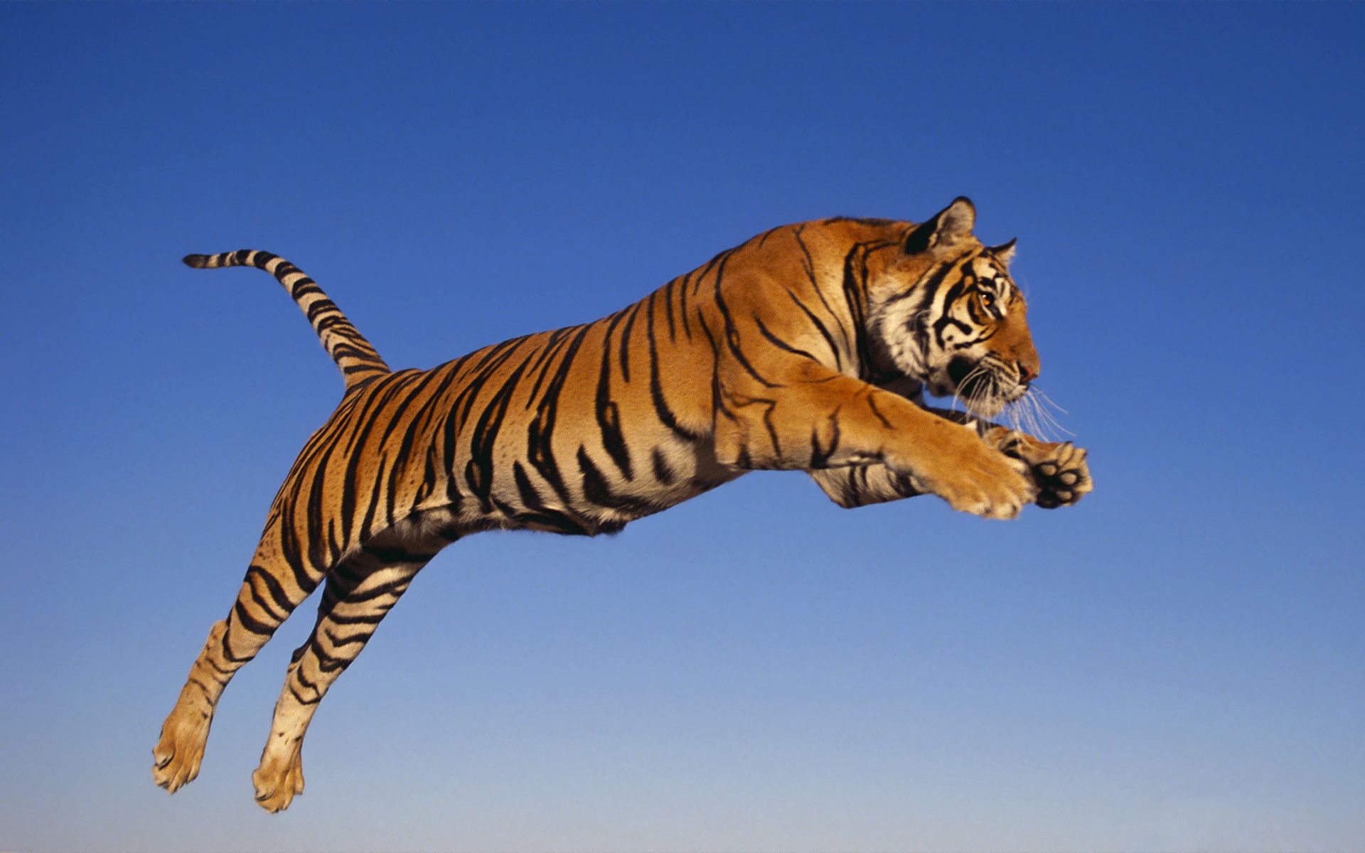 A tiger that is jumping in the air - Tiger