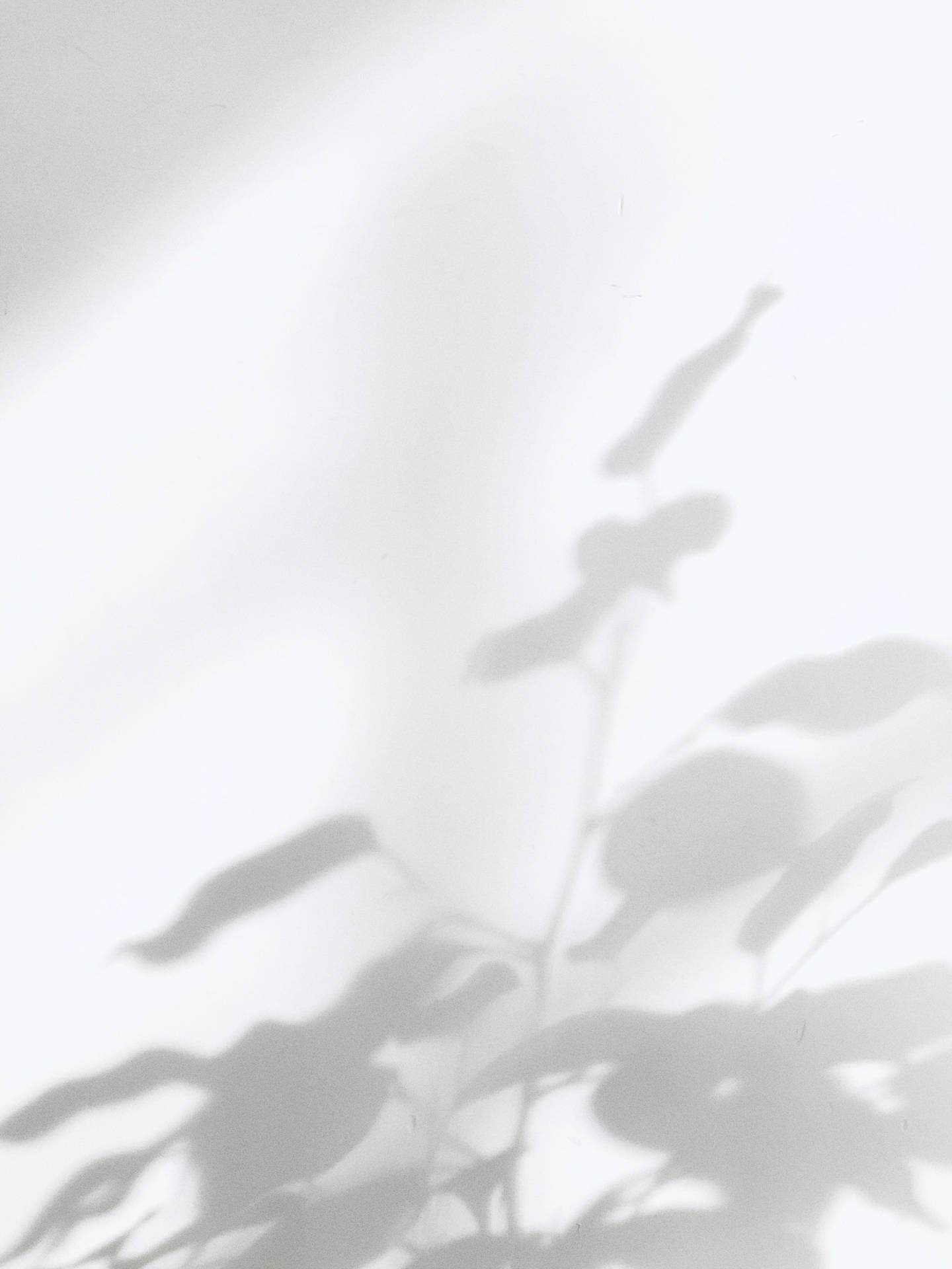 Download White Aesthetic Plant Shadow Wallpaper