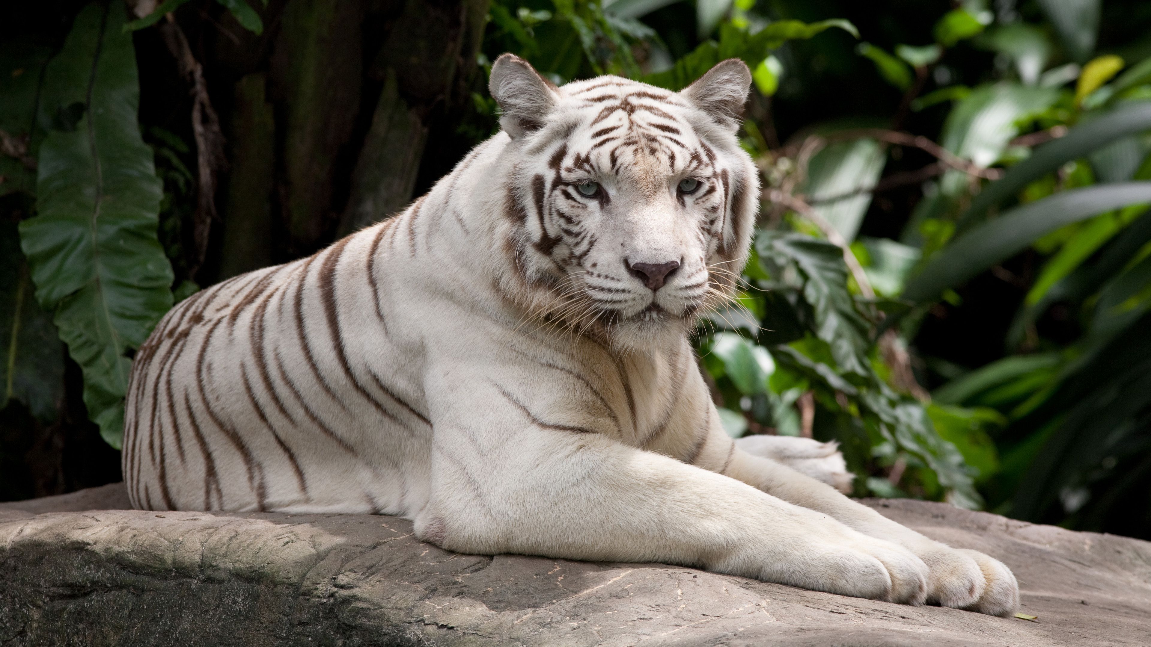 A white tiger with a white and brown striped face - Tiger