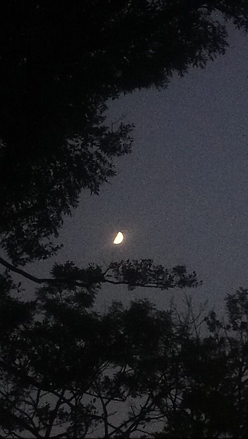 A crescent moon between trees - Sky