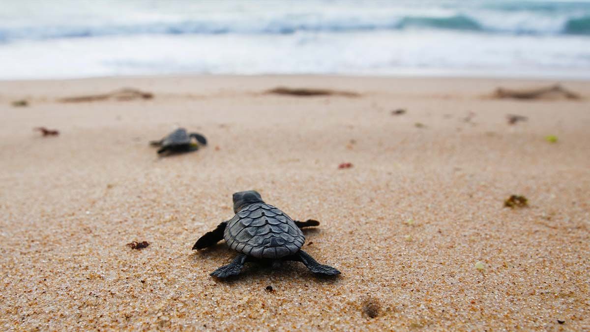 Sea turtle volunteer program hits full capacity ahead of nesting season Southwest Florida