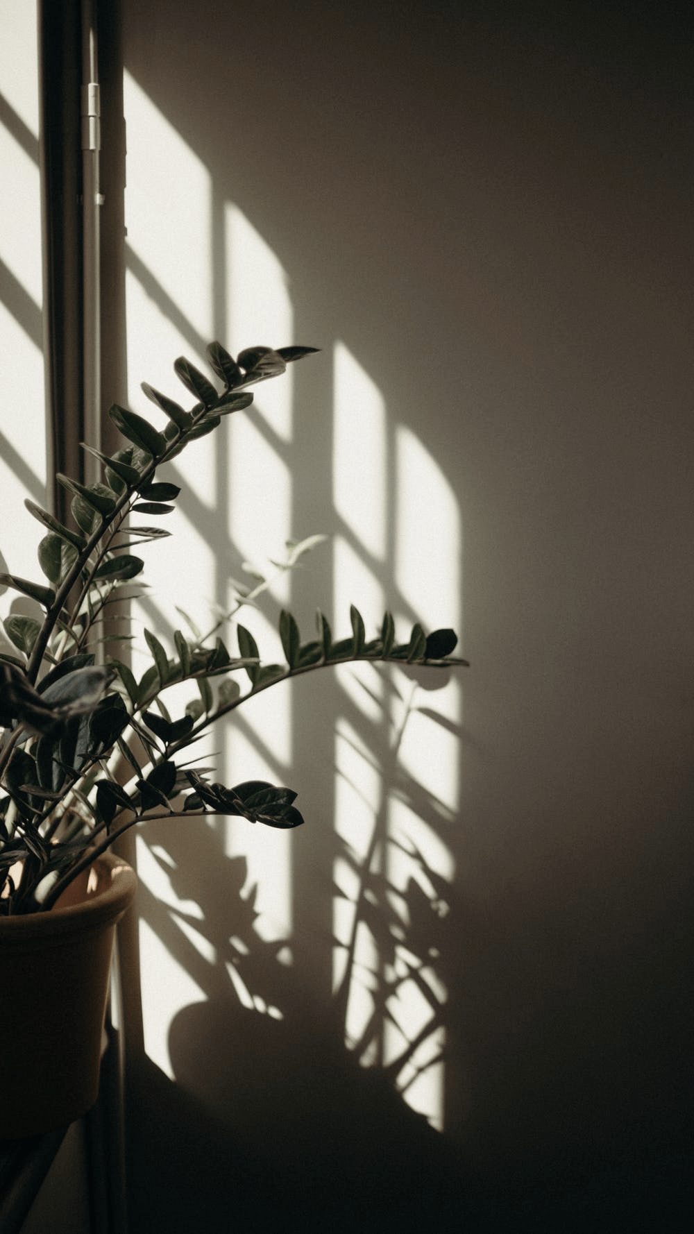 A plant sitting in the corner of room - Shadow, plants