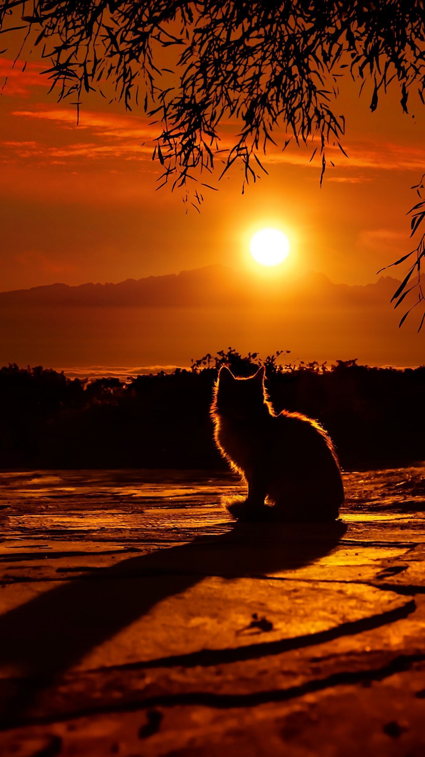 A cat sitting underneath the tree at sunset - Sunset, shadow