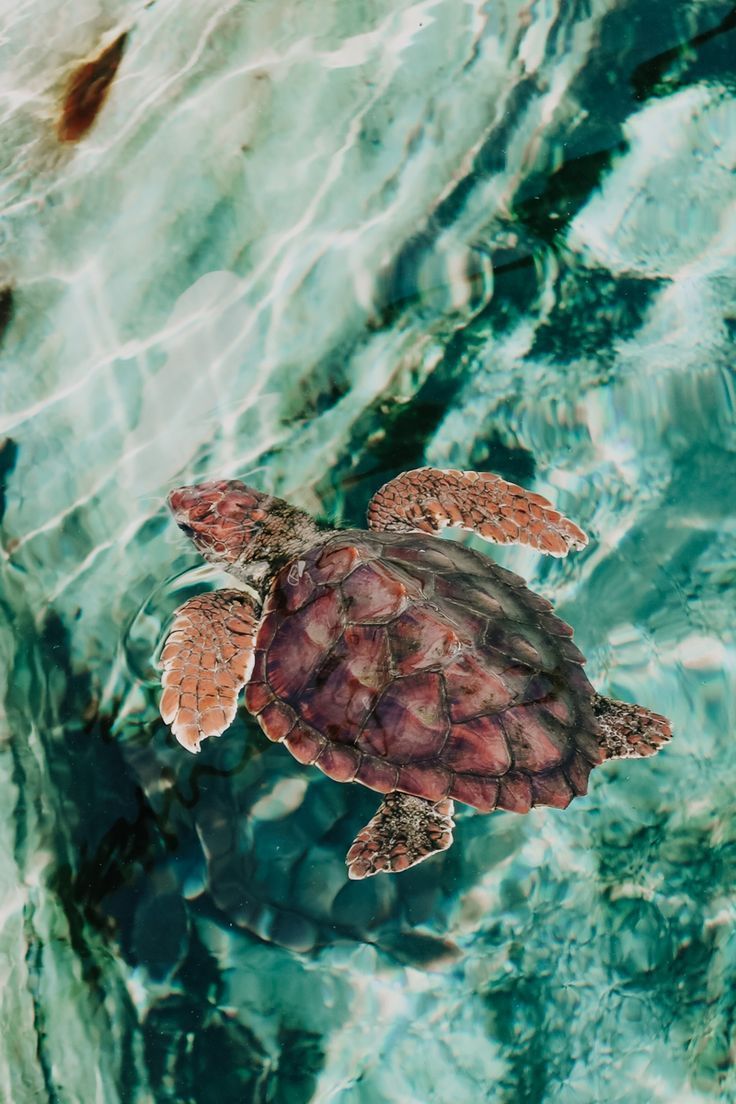 A turtle swimming in the water with its head above - Sea turtle, turtle