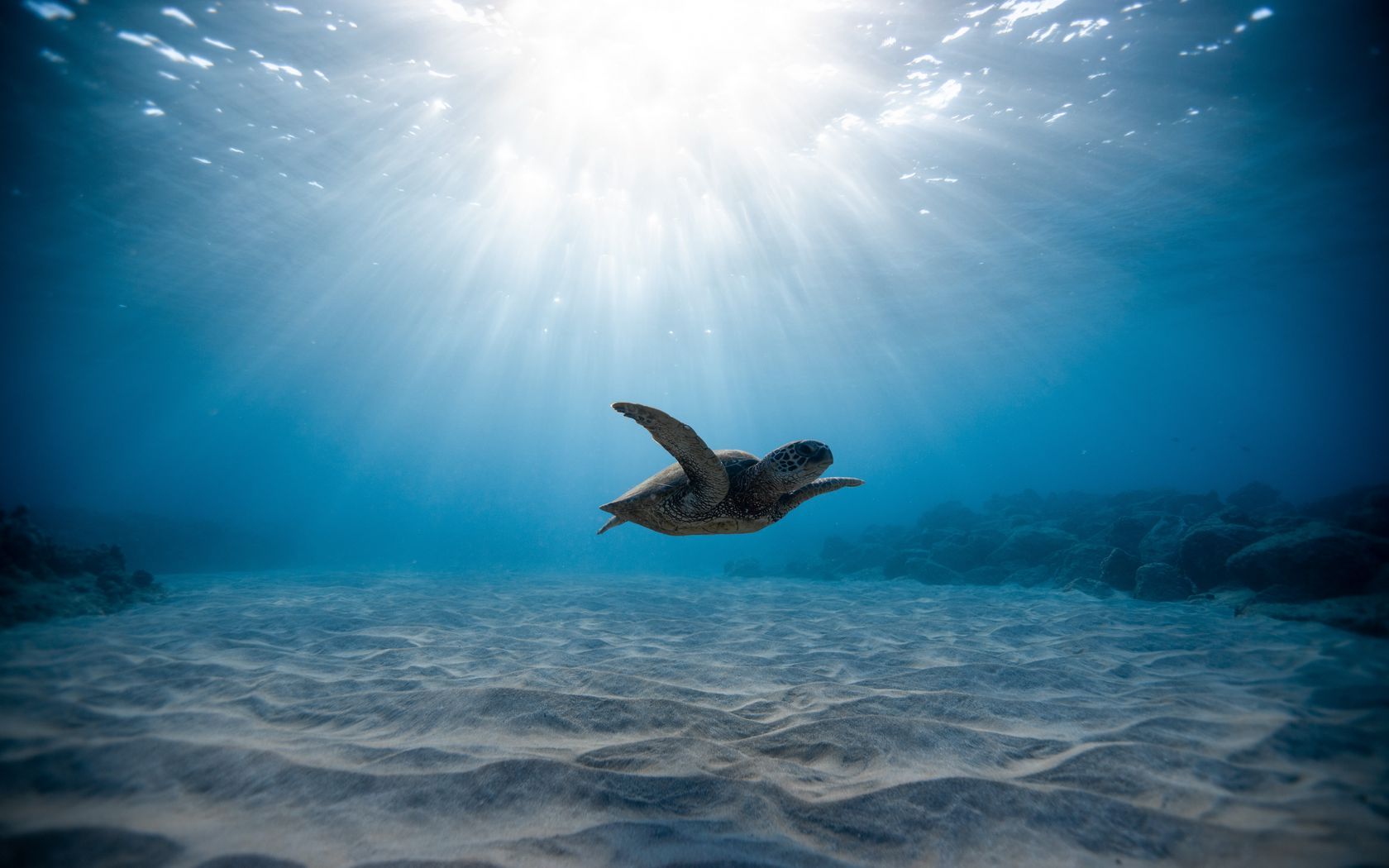 A turtle swimming in the ocean under water - Sea turtle