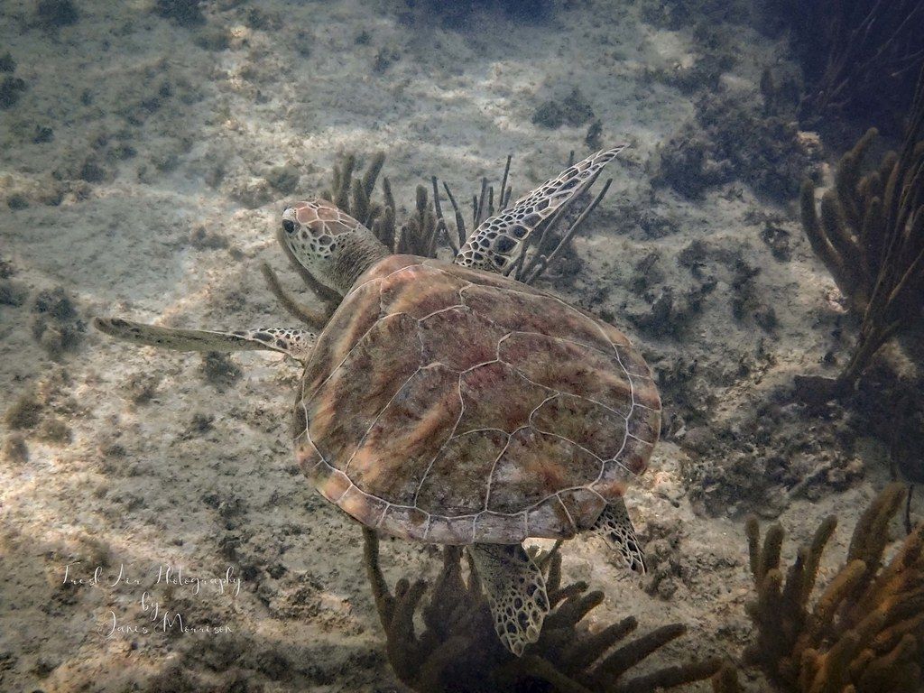 Green Sea Turtle mydas Akumal Bay, Mexico