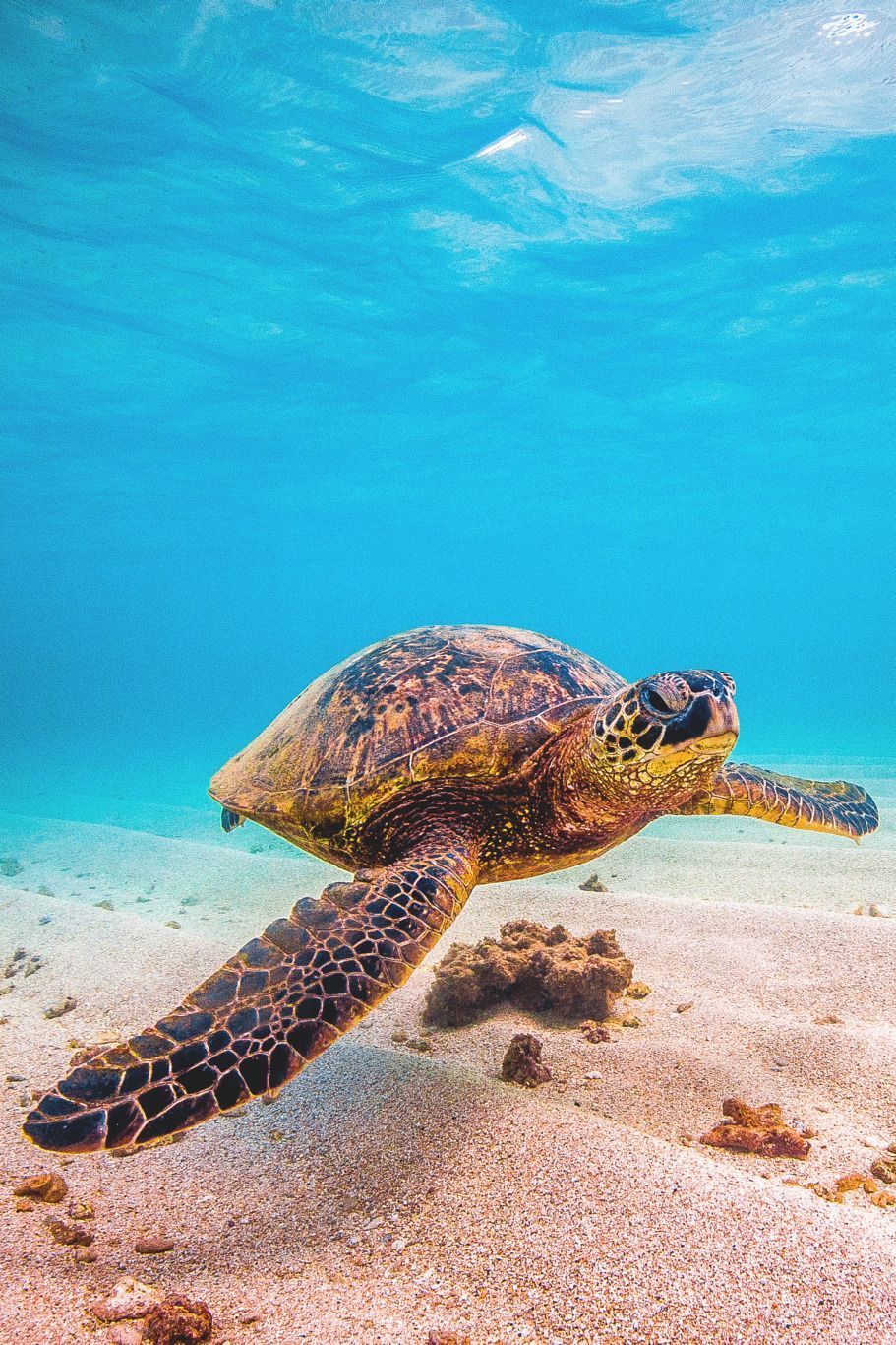 A turtle swimming in the ocean - Underwater, sea turtle, turtle, Hawaii
