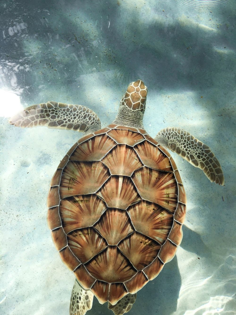 A turtle swimming in the water - Sea turtle, turtle