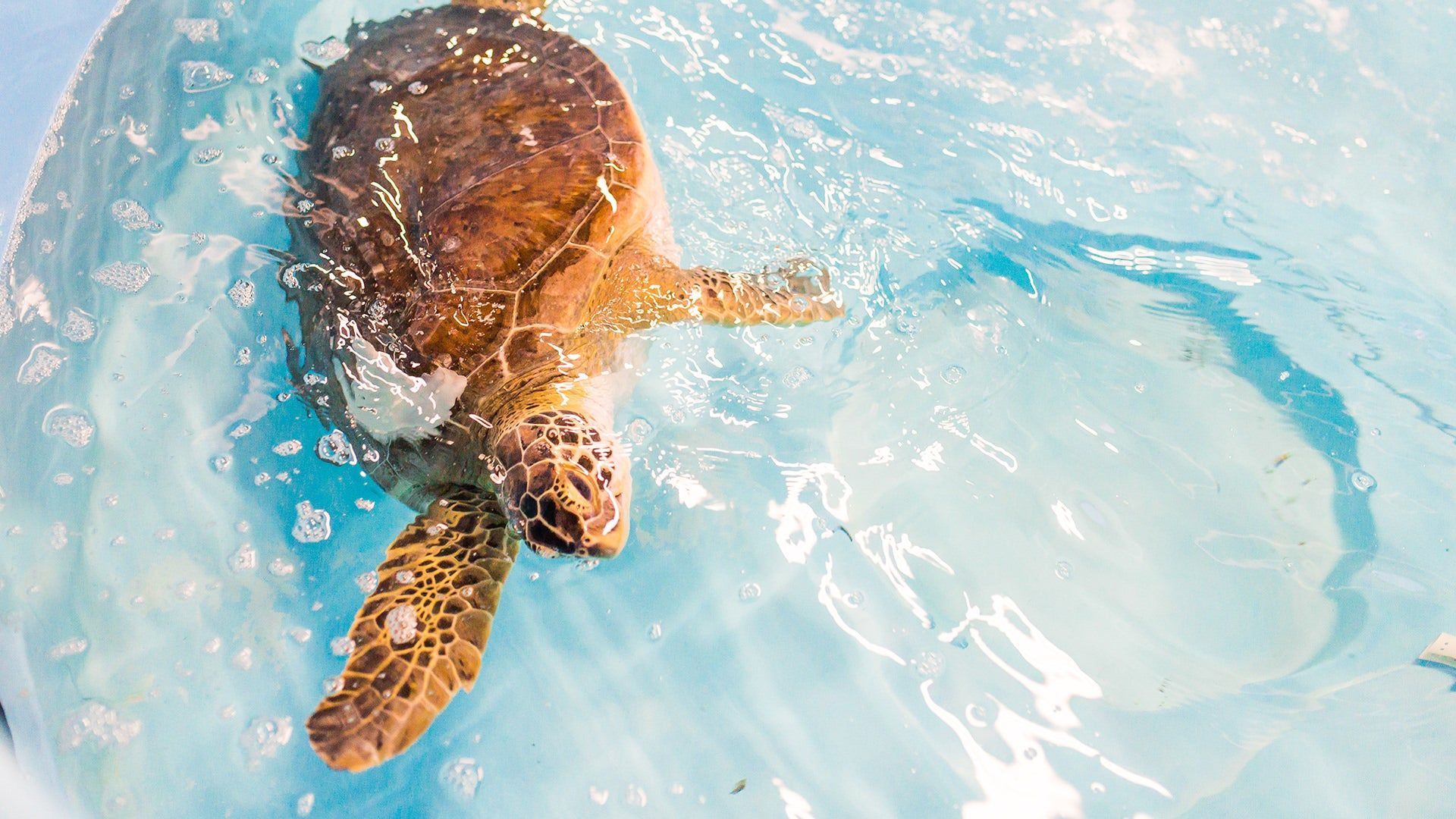A turtle swimming in a pool - Sea turtle