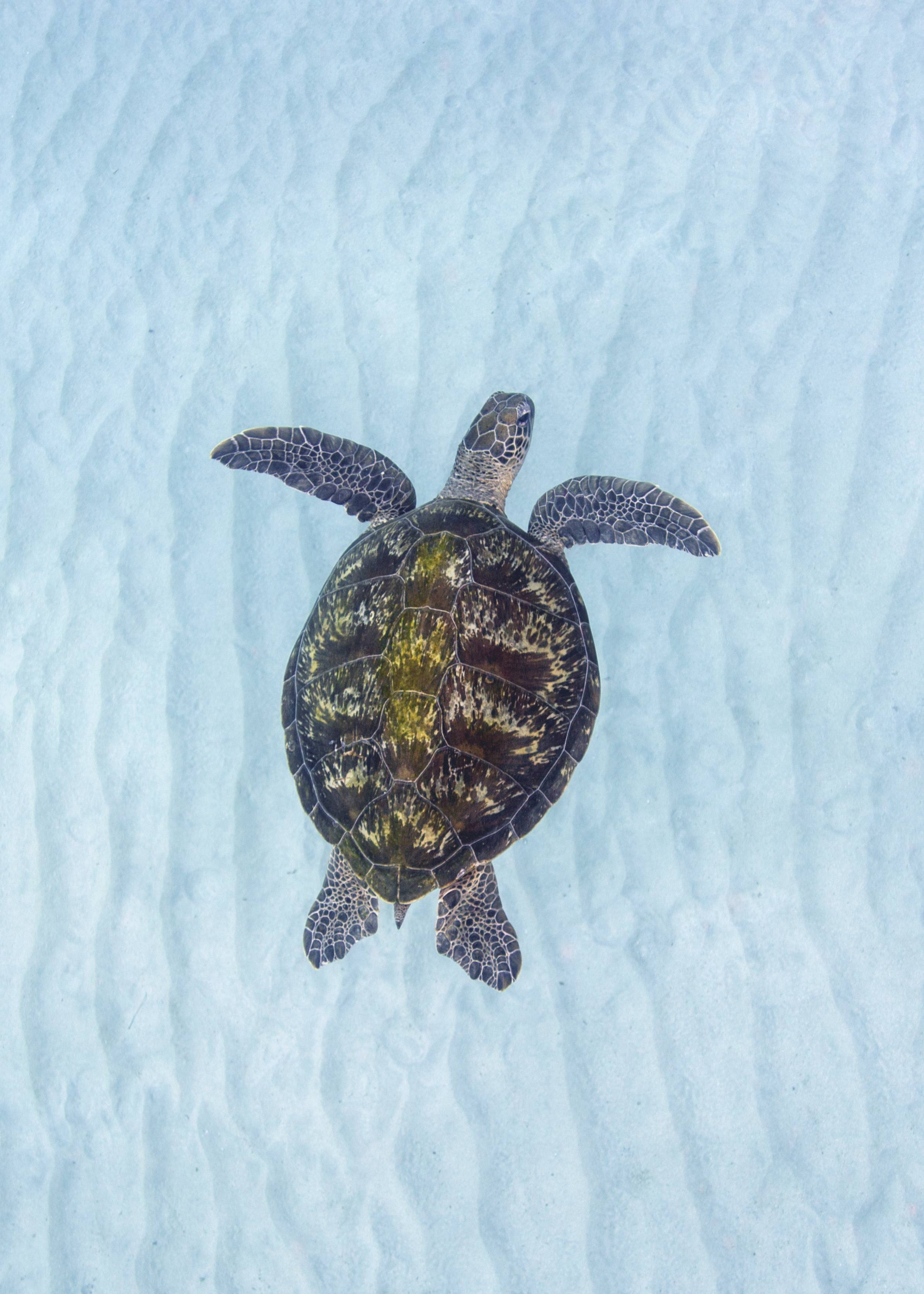 Beneath the Surface: Meet the turtles that call Port Stephens home. Port Stephens Examiner. Nelson Bay, NSW