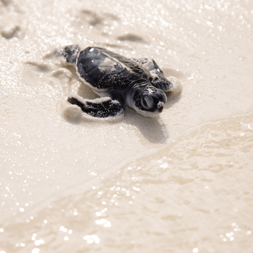 A baby turtle is shown making its way to the ocean. - Sea turtle