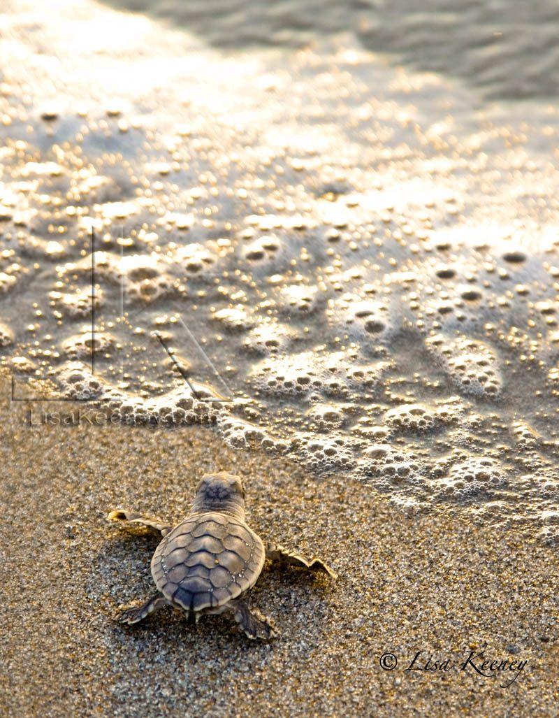 A small turtle is on the beach - Sea turtle