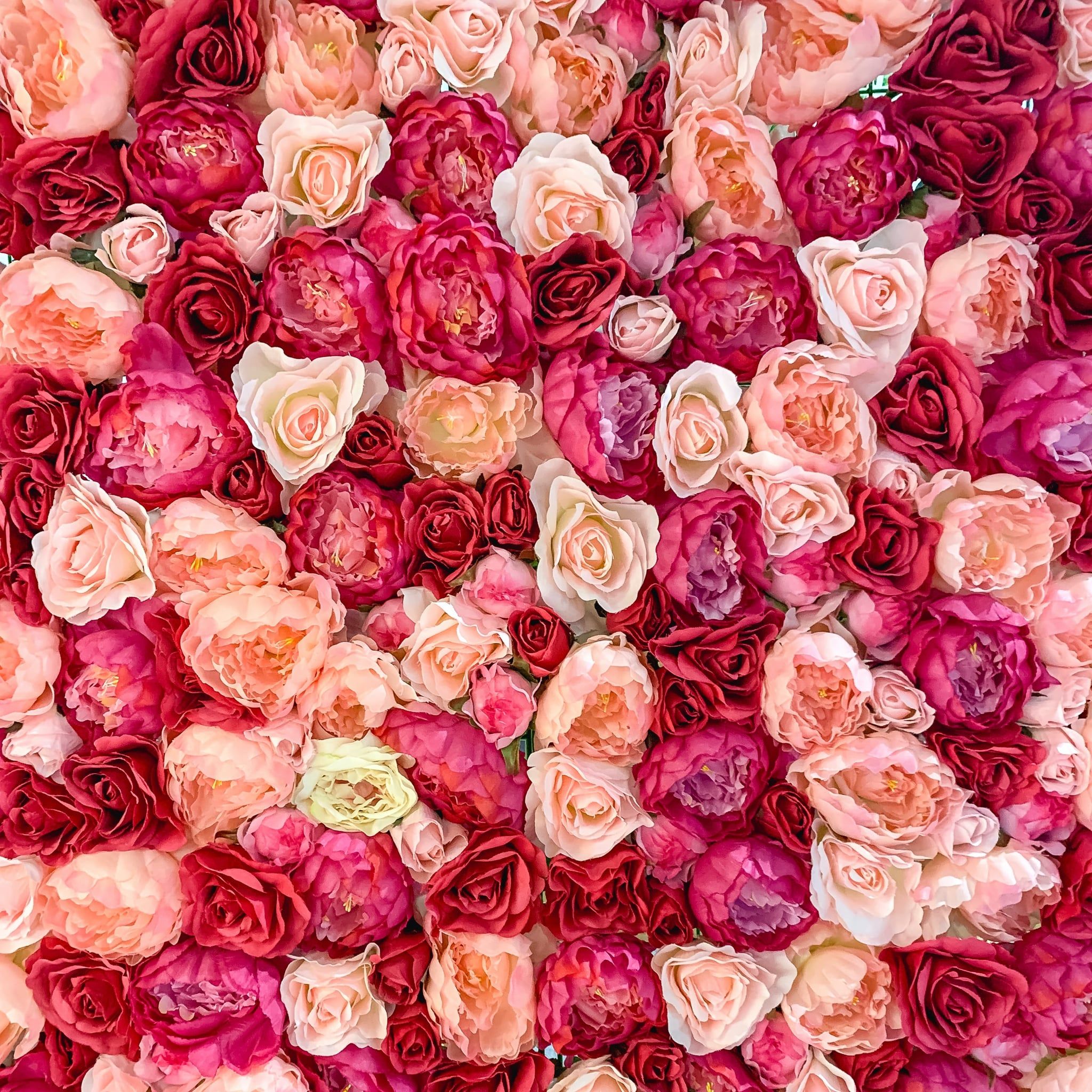 A wall of pink and red roses. - Valentine's Day, garden