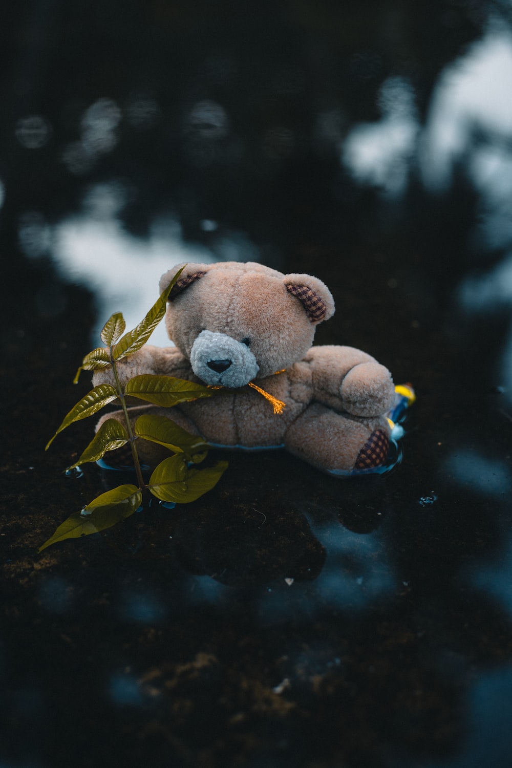 A stuffed animal is floating in the water - Teddy bear