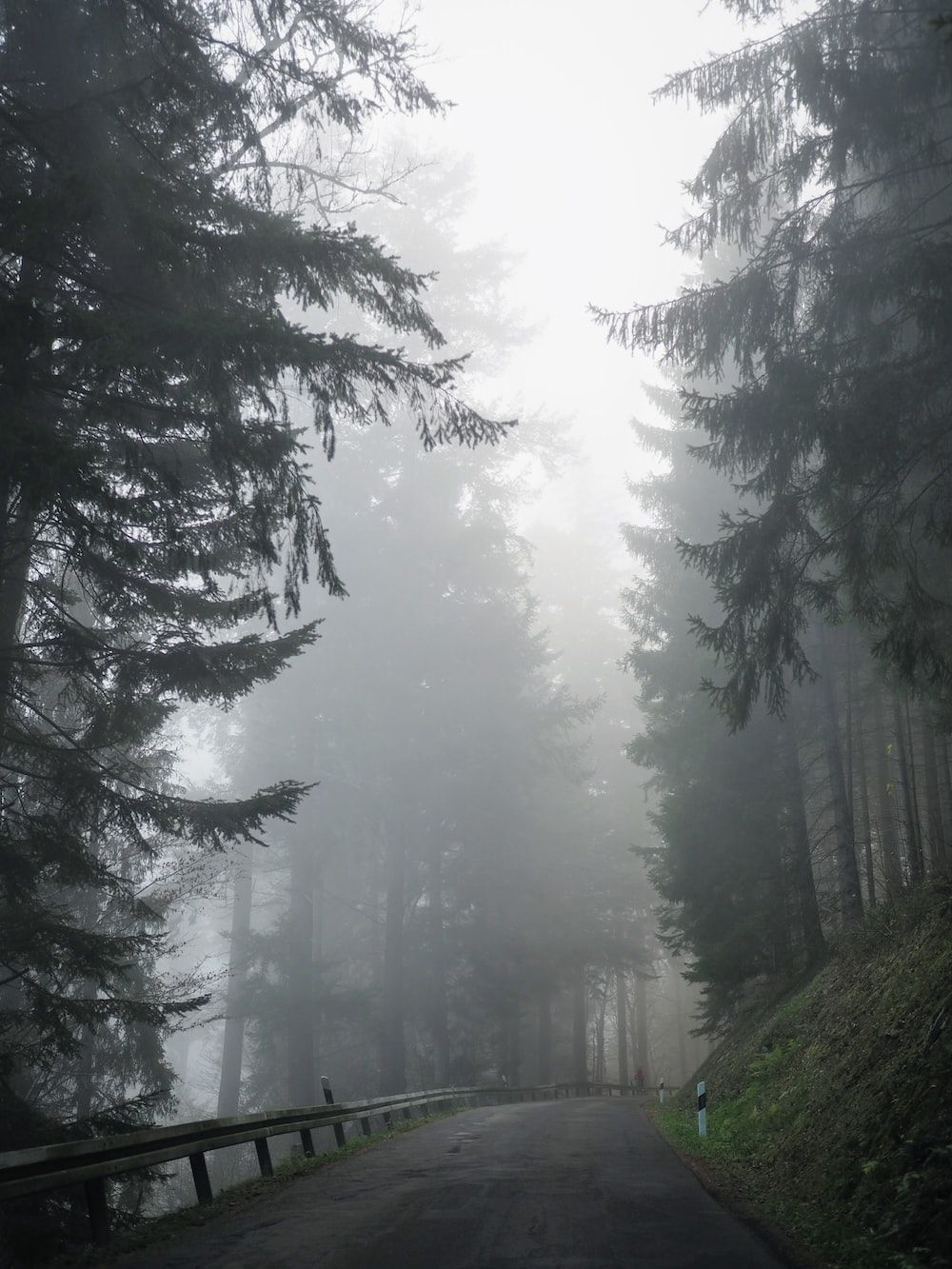 Foggy Forest Picture [Stunning!]. Download Free Image