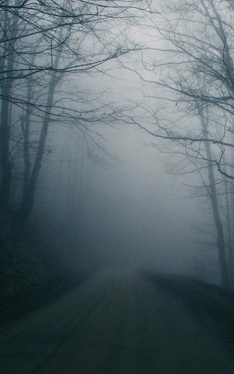 A foggy road in the woods - Fog, foggy forest