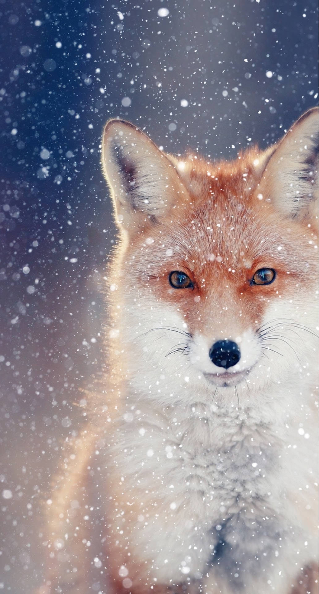 IPhone wallpaper of a fox in the snow. - Fox