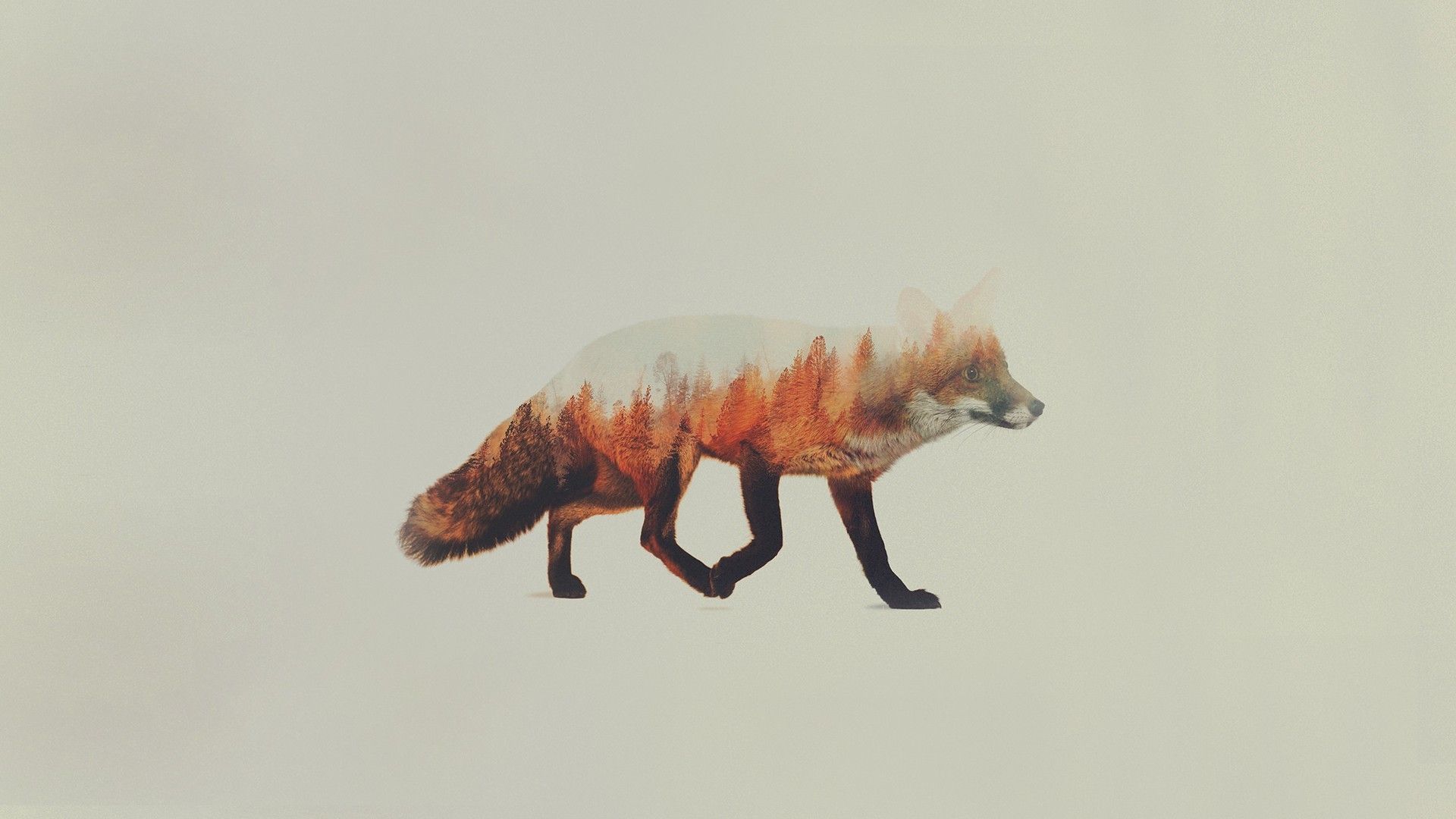 A fox is walking through the woods - Fox