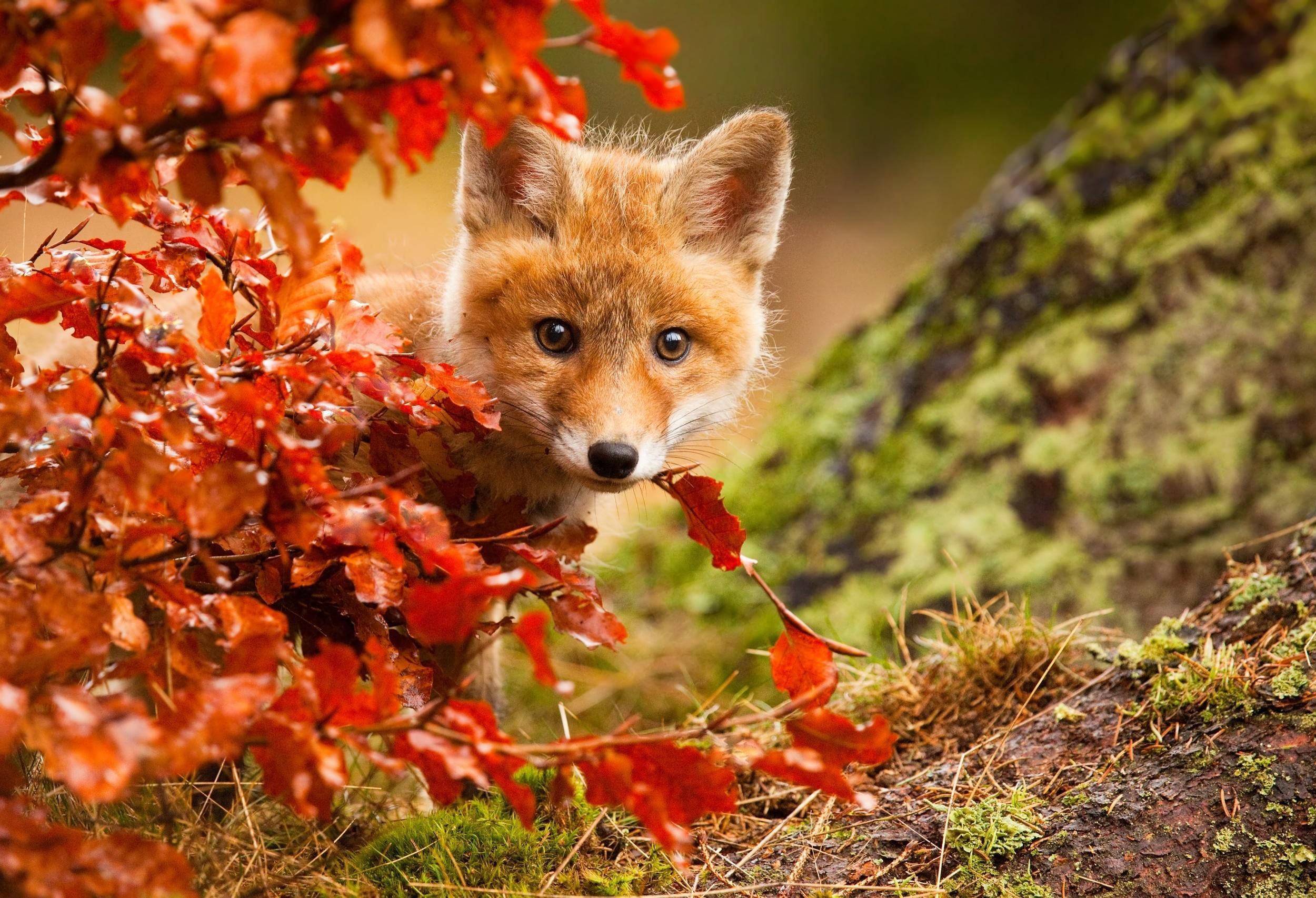 A red fox kit peers out from behind a bush with red leaves. - Fox