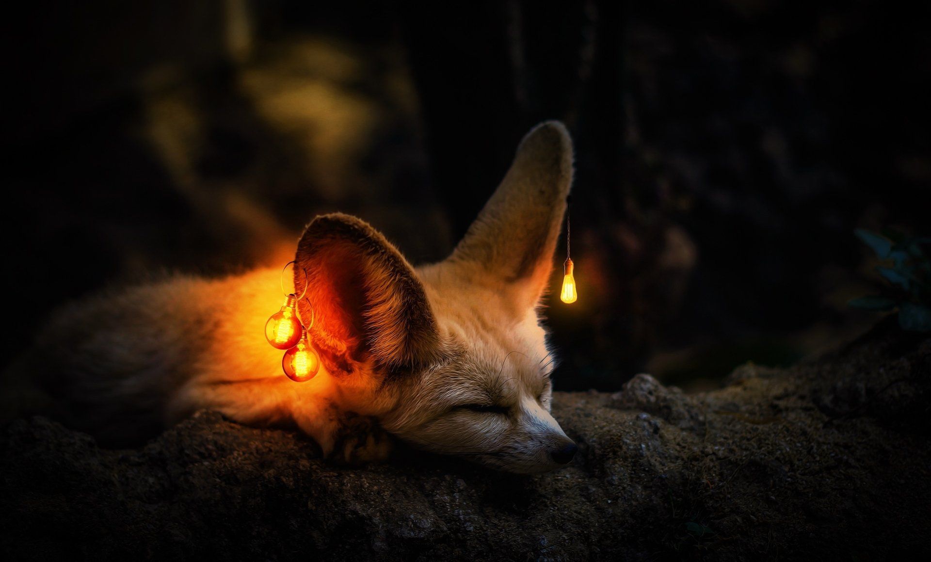 Fennec fox with glowing bulbs in its ears sleeping on a tree trunk - Fox