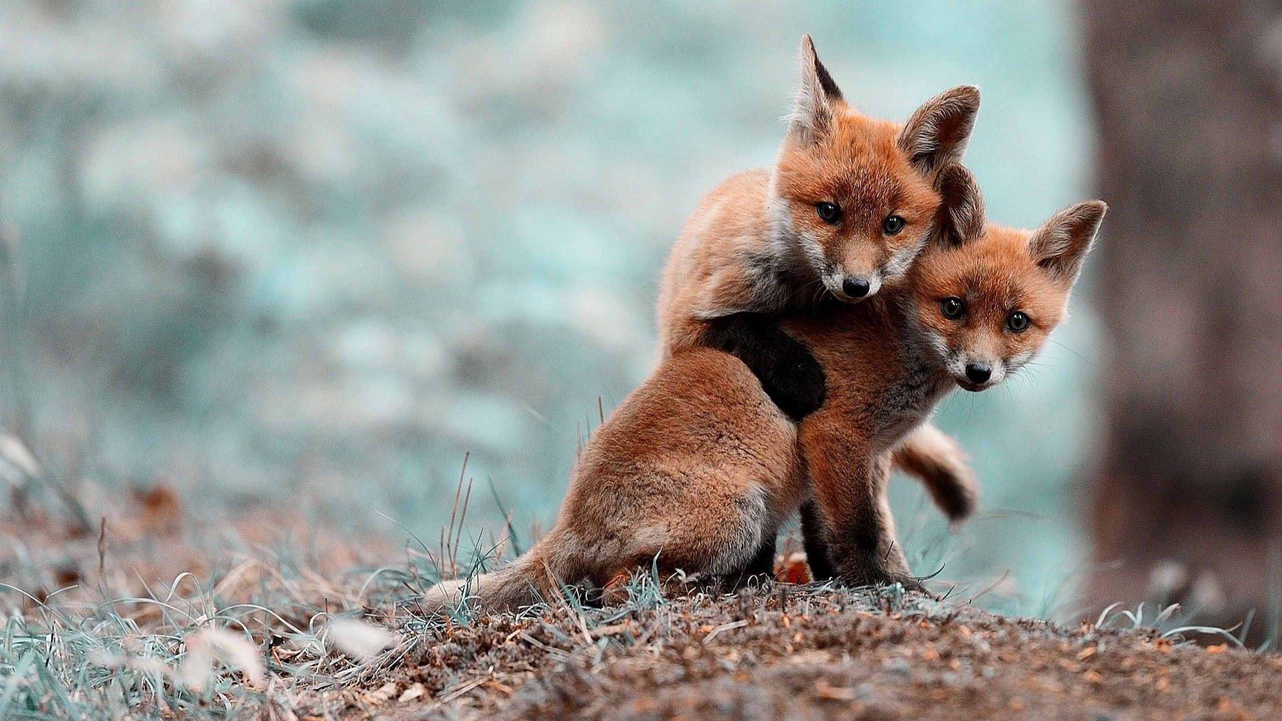 Two baby foxes playing in the forest - Fox