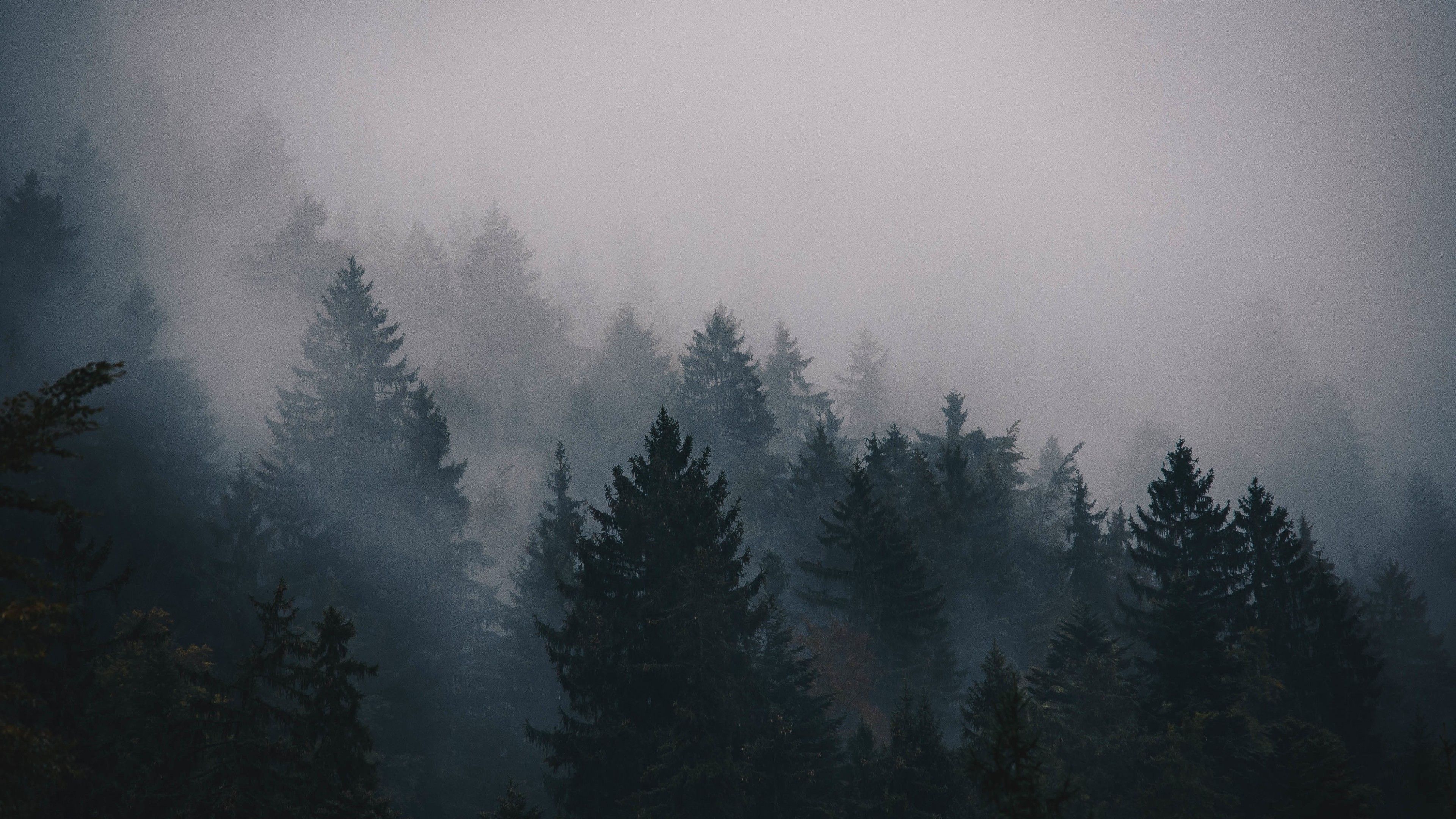 Wallpaper fog, 5k, 4k wallpaper, trees, forest, Nature