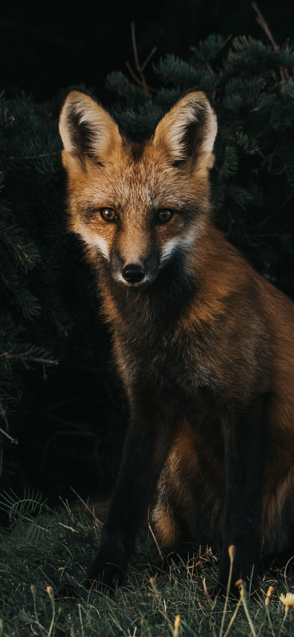 A fox sitting in the grass - Fox