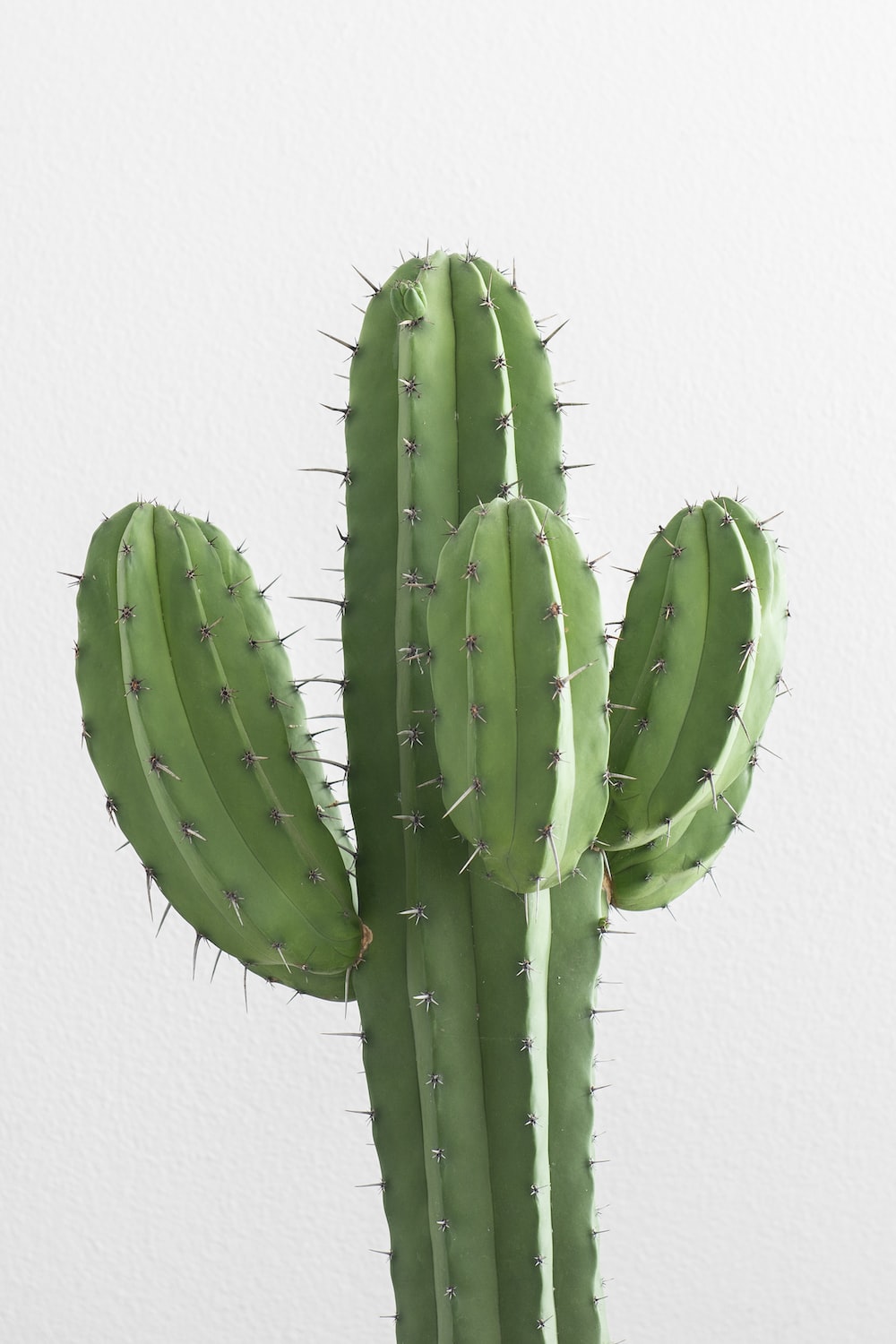 A cactus with a white background - Cactus