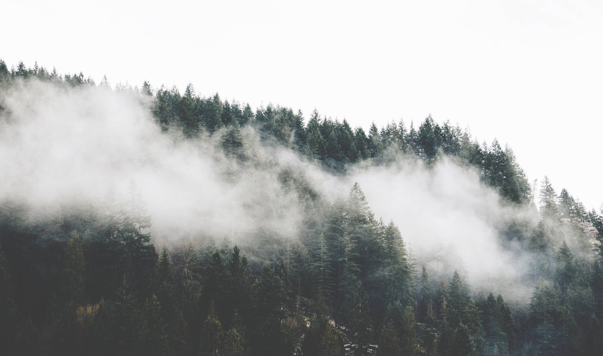 A foggy forest of pine trees. - Fog, foggy forest